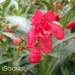 RED RIDING HOOD BEARDTONGUE