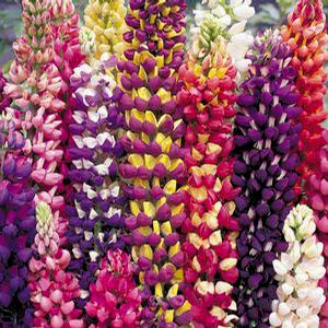 TUTTI FRUTTI MIX LUPINE