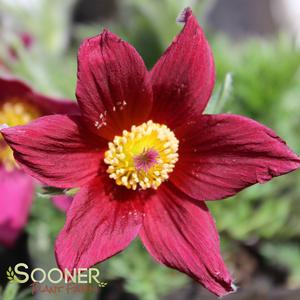 RED PASQUE FLOWER