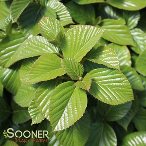 SHINY DANCER® VIBURNUM