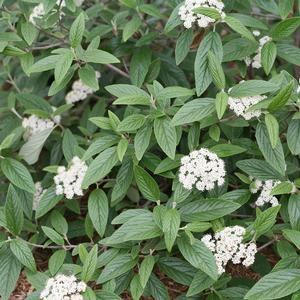 EMERALD ENVY® VIBURNUM