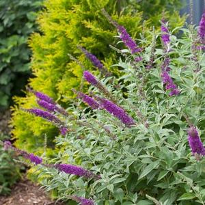 MISS VIOLET BUTTERFLY BUSH