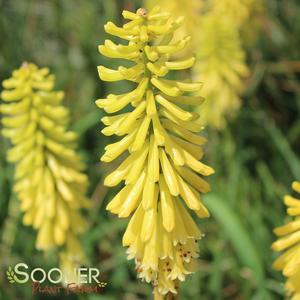 LEMON POPSICLE™ RED HOT POKER