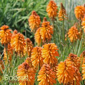 POCO™ ORANGE RED HOT POKER