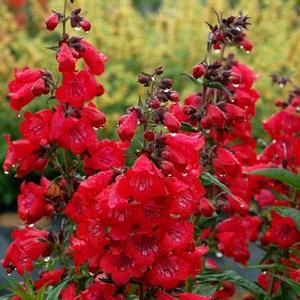 CHA CHA™ CHERRY BEARDTONGUE