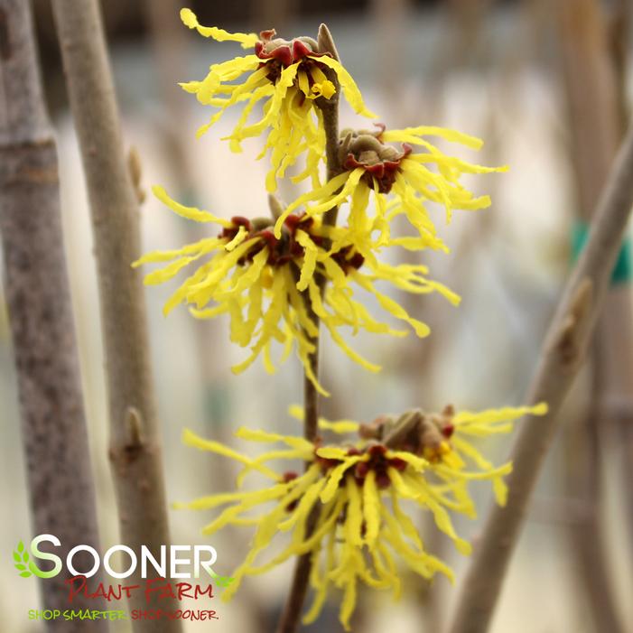 ARNOLD'S PROMISE WITCH HAZEL