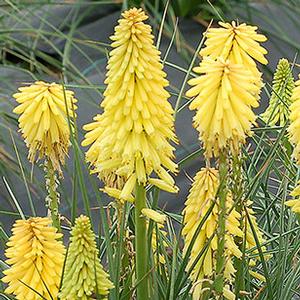 POCO™ YELLOW RED HOT POKER