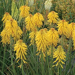 BANANA POPSICLE™ RED HOT POKER