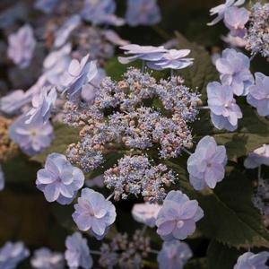 TINY TUFF STUFF™ HYDRANGEA