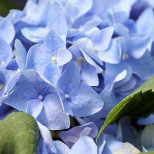 LET'S DANCE® RHYTHMIC BLUE® HYDRANGEA