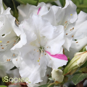 AUTUMN LILY® ENCORE® AZALEA