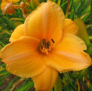 SOMBRERO WAY DAYLILY