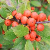 LITTLE GOBLIN® ORANGE WINTERBERRY HOLLY