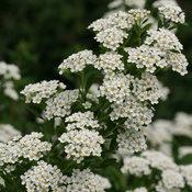 WEDDING CAKE® SPIRAEA