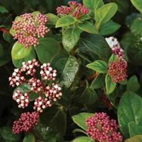 SHADES OF PINK VIBURNUM