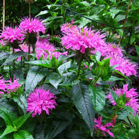 GRAND PARADE™ BEEBALM