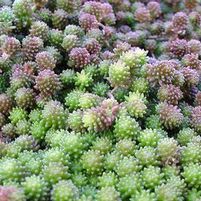 ACRE SEDUM