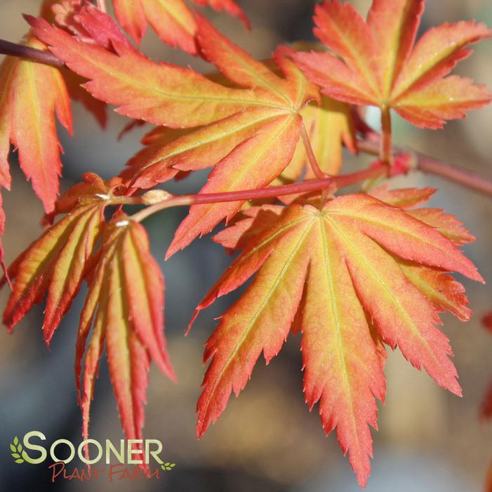 ORANGE DREAM UPRIGHT JAPANESE MAPLE