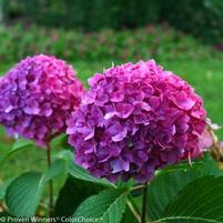 LET'S DANCE® RAVE® HYDRANGEA