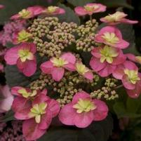 TUFF STUFF™ RED HYDRANGEA