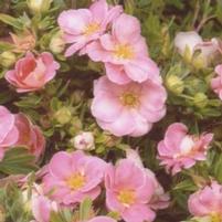 HAPPY FACE® PINK PARADISE POTENTILLA