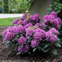 DANDY MAN® PURPLE RHODODENDRON