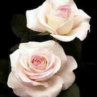 MOONSTONE™ HYBRID TEA ROSE