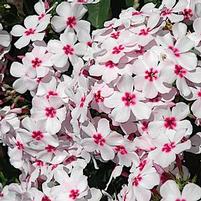 FLAME® WHITE EYE GARDEN PHLOX