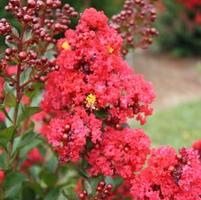 RED MAGIC™ CRAPEMYRTLE