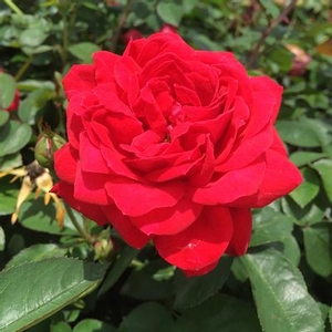 THE GRAND CHAMPION™ DOUBLE RED ROSE