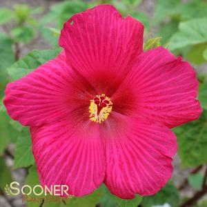 BIG HIT™ RED HARDY HIBISCUS