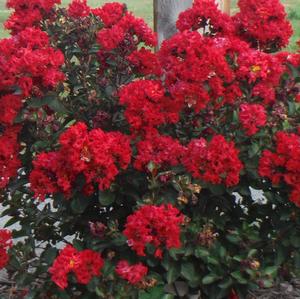 DRURY CRIMSON™ CRAPEMYRTLE