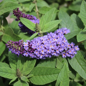 PUGSTER BLUE® BUTTERFLY BUSH