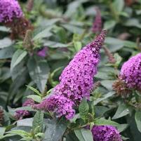 PUGSTER PERIWINKLE® BUTTERFLY BUSH