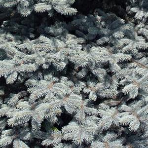 BABY BLUE EYES BLUE SPRUCE