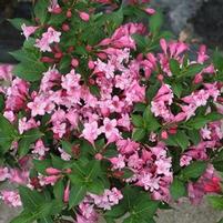 CZECHMARK TWOPINK® WEIGELA