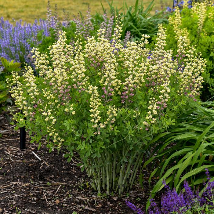 DECADENCE® DELUXE PINK LEMONADE FALSE INDIGO