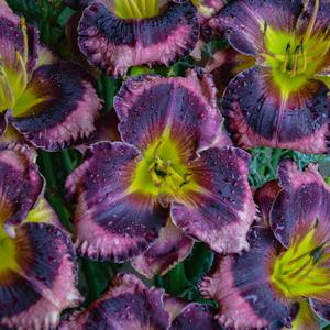 RAINBOW RHYTHM® STORM SHELTER DAYLILY