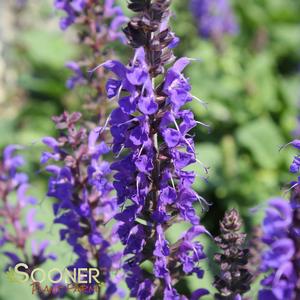 MAY NIGHT MEADOW SAGE