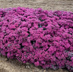 ROCK 'N ROUND™ SUPERSTAR SEDUM