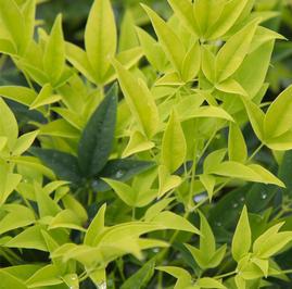 LEMON LIME NANDINA