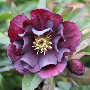 MIDNIGHT RUFFLES LENTEN ROSE