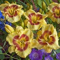 MONTERREY JACK DAYLILY