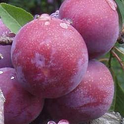 METHLEY PLUM