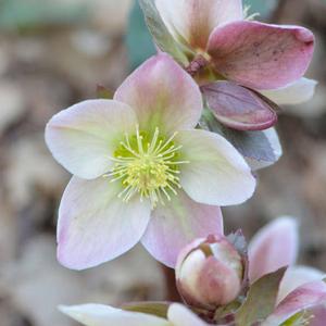 IVORY PRINCE LENTEN ROSE