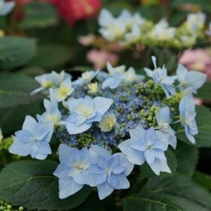 TUFF STUFF AH-HA® HYDRANGEA