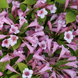 SNIPPET LIME® WEIGELA