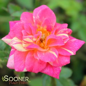 ITSY RITZY™ PINK PINSTRIPES™ MINIATURE ROSE