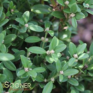 WINTERGREEN KOREAN BOXWOOD