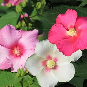 BIG HIT™ TRIPLE HARDY HIBISCUS